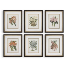 Uttermost 32447 - Uttermost Orchid Botanical Framed Prints Set/6